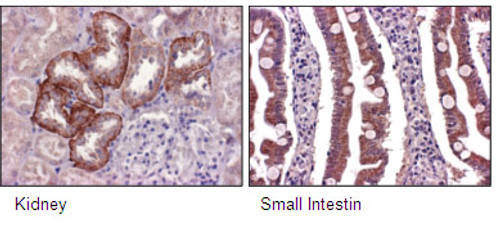 Anti-SLC43A1 (LAT3) (Human) pAb