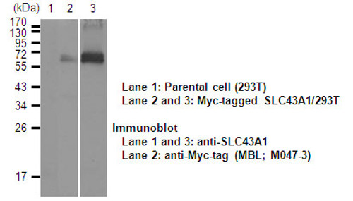 Anti-SLC43A1 (LAT3) (Human) pAb