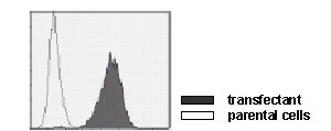 Anti-SynCAM (TSLC1/CADM1) (Human) mAb (Clone: 3E1)
