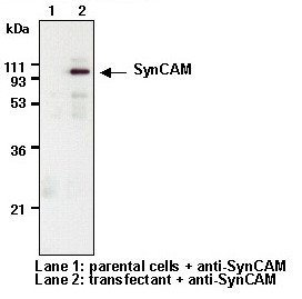 Anti-SynCAM (TSLC1/CADM1) (Human) mAb (Clone: 3E1)