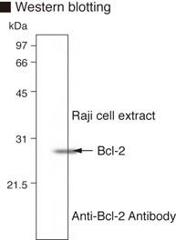 Anti-Bcl-2 (Rat) mAb (Clone: 83-8B)