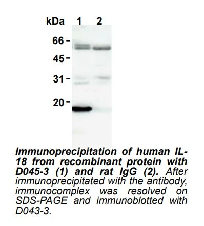 Anti-IL-18 (Clone 159-12B) (Human) mAb (Clone: 159-12B)