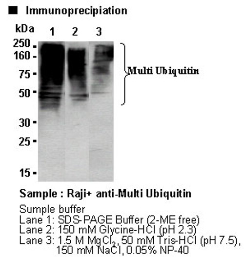 Anti-Multi Ubiquitin mAb-Agarose (Clone: FK2)