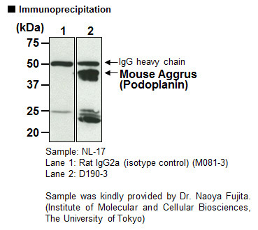 Anti-Aggrus (Podoplanin) (Mouse) mAb (Clone: 8F11)