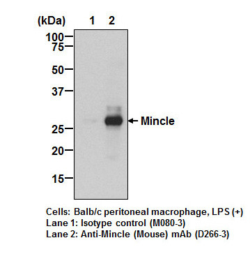 Anti-Mincle (Mouse) mAb (Clone: 1B6)