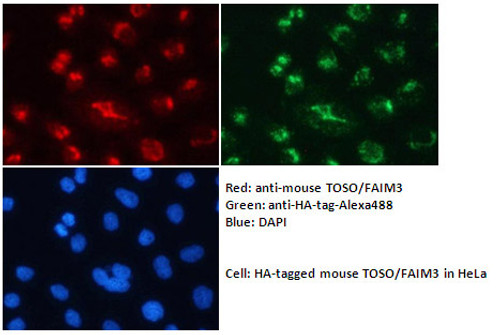 Anti-FcmuR (TOSO/FAIM3) (Mouse) mAb (Clone: #4B5)