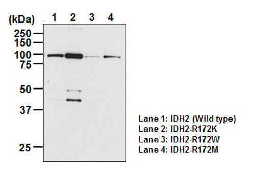 Anti-IDH2 mAb (Clone: KrMab-3)