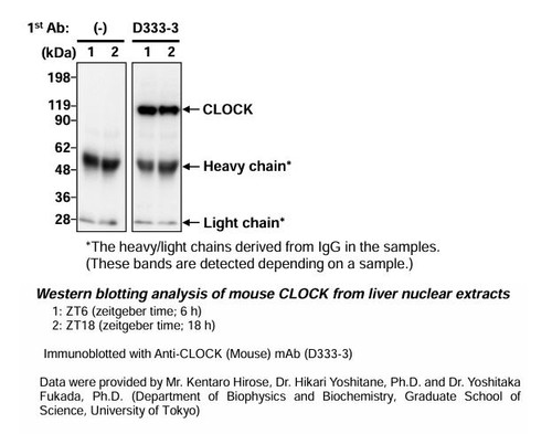 Anti-CLOCK (Mouse) mAb