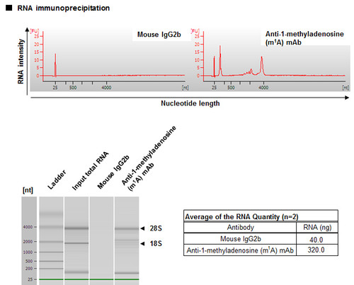 Anti-1-methyladenosine (m1A) mAb (Clone: AMA-2)