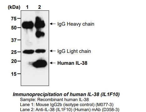 Anti-IL-38 (IL1F10) (Human) mAb (Clone: H127C)