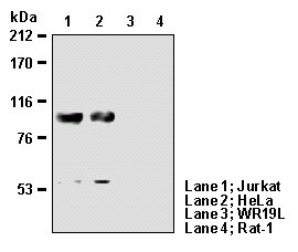 Anti-Nucleolin (Human) mAb (Clone: 4E2)