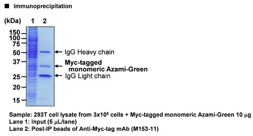 Anti-Myc-tag mAb-Magnetic Beads (Clone: PL14)