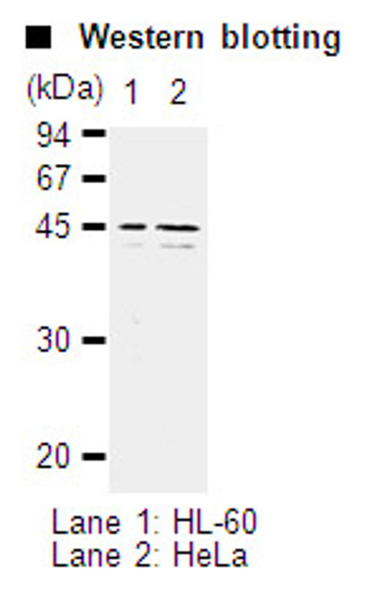 Anti-Caspase-5 mAb (Clone: 4F7)