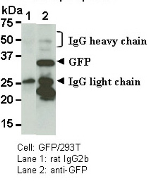 Rat IgG2b (isotype control) (Clone: 3G8)