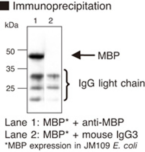 Anti-MBP (Maltose Binding Protein) mAb (Clone: 1G12)