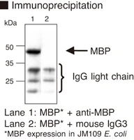 Anti-MBP (Maltose Binding Protein) mAb (Clone: 1G12)