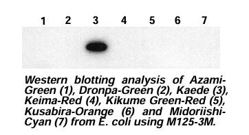 Anti-Kaede mAb (Clone: 3B1)