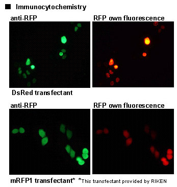 Anti-RFP mAb (Clone: 8D6)