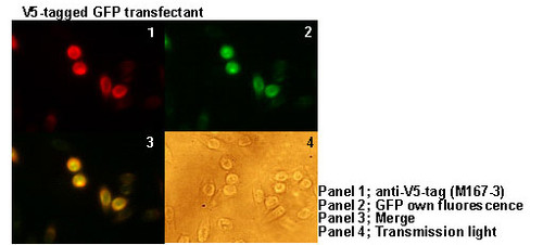 Anti-V5-tag mAb for My select sampler set (Clone: 1H6)