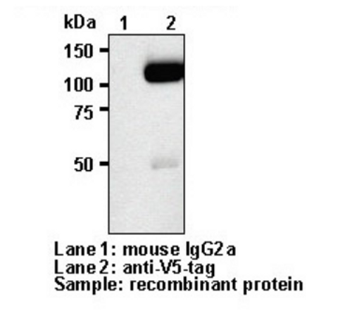 Anti-V5-tag mAb for My select sampler set (Clone: 1H6)