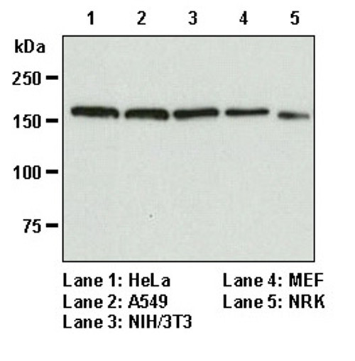 Anti-EEA1 mAb (Clone: 3C10)