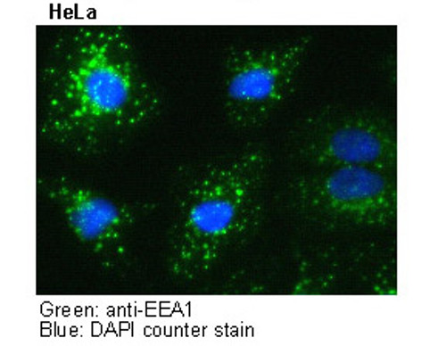 Anti-EEA1 mAb (Clone: 3C10)