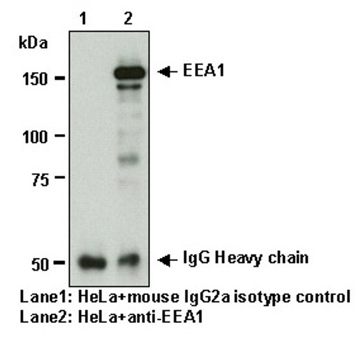 Anti-EEA1 mAb (Clone: 3C10)