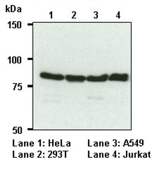 Anti-Calnexin mAb (Clone: 4F10)