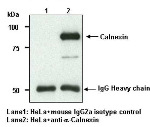 Anti-Calnexin mAb (Clone: 4F10)