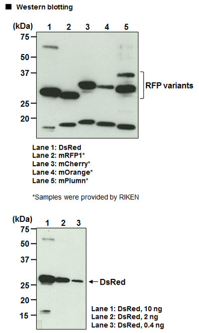 Anti-RFP mAb (Clone: 1G9)