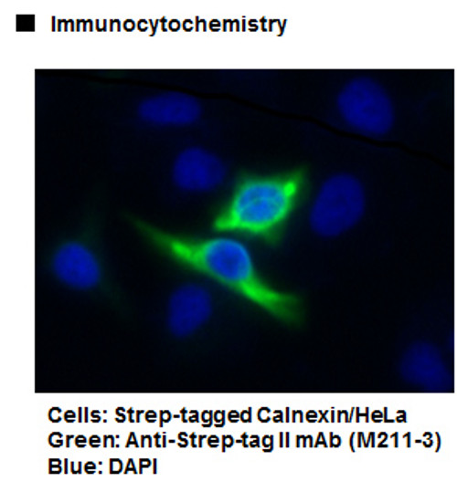 Anti-Strep-tag II mAb (Clone: 4F1)