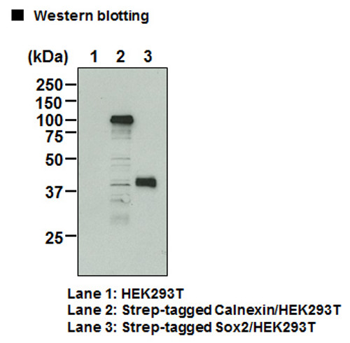 Anti-Strep-tag II mAb (Clone: 4F1)