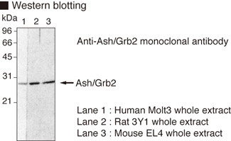 Anti-Ash (Grb2) mAb (Clone: 3F2)
