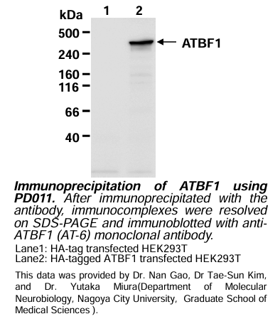 Anti-ATBF1 (AT-6) (Human) pAb