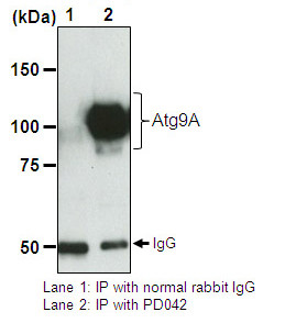 Anti-Atg9A pAb