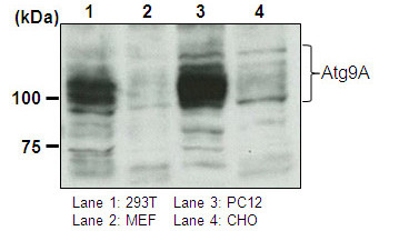 Anti-Atg9A pAb
