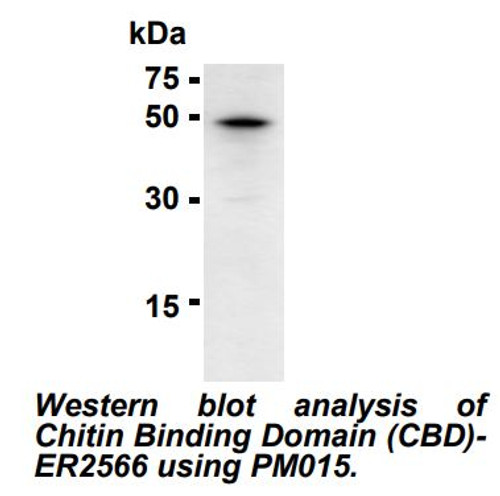 Anti-Chitin Binding Domain pAb