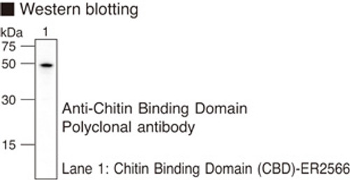 Anti-Chitin Binding Domain pAb