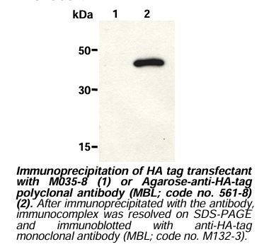 Normal Rabbit IgG-Agarose