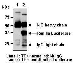 Anti-Renilla Luciferase pAb