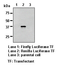 Anti-Renilla Luciferase pAb