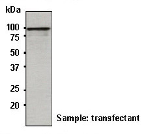 Anti-β-galactosidase (Human) pAb