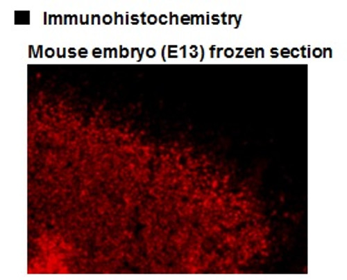 Anti-Sox2 (Mouse) pAb