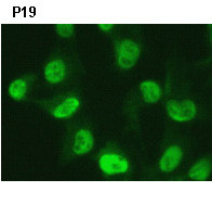 Anti-Nanog (Mouse) pAb