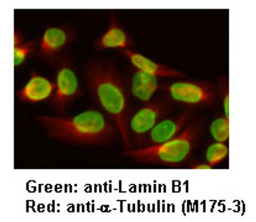 Anti-Lamin B1 pAb