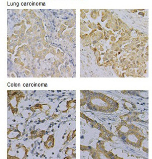 Anti-NRF2 pAb