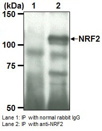 Anti-NRF2 pAb