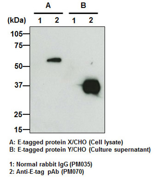 Anti-E-tag pAb Anti-E-tag pAb