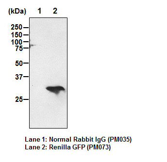 Anti-Renilla GFP pAb