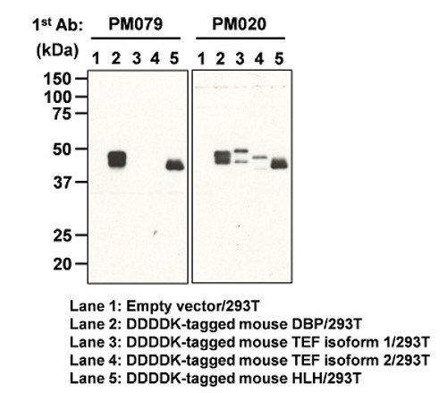 Anti-DBP (Mouse) pAb Anti-DBP (Mouse) pAb